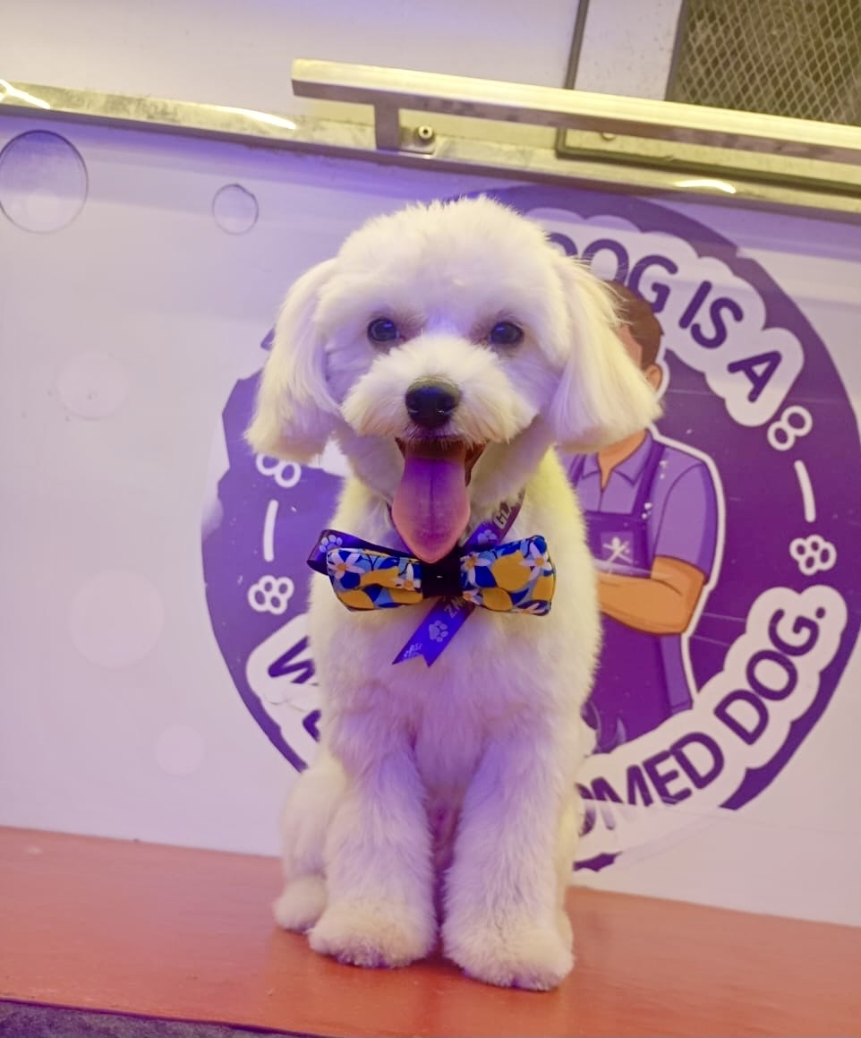 Small fluffy white dog wearing a colorful bow tie after grooming